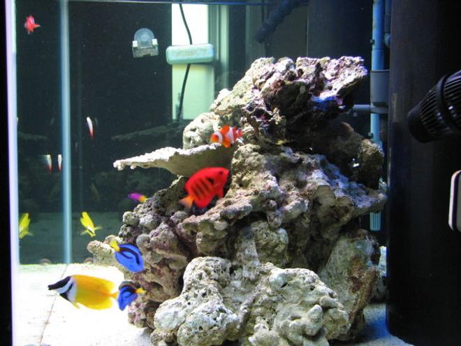 saltwater fish - centropyge loriculus - flame angelfish stocking in 125 gallons tank - after meal