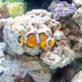 saltwater fish - amphiprion ocellaris - ocellaris clownfish stocking in 55 gallons tank - Mis-Bar Clownfish New2hobby