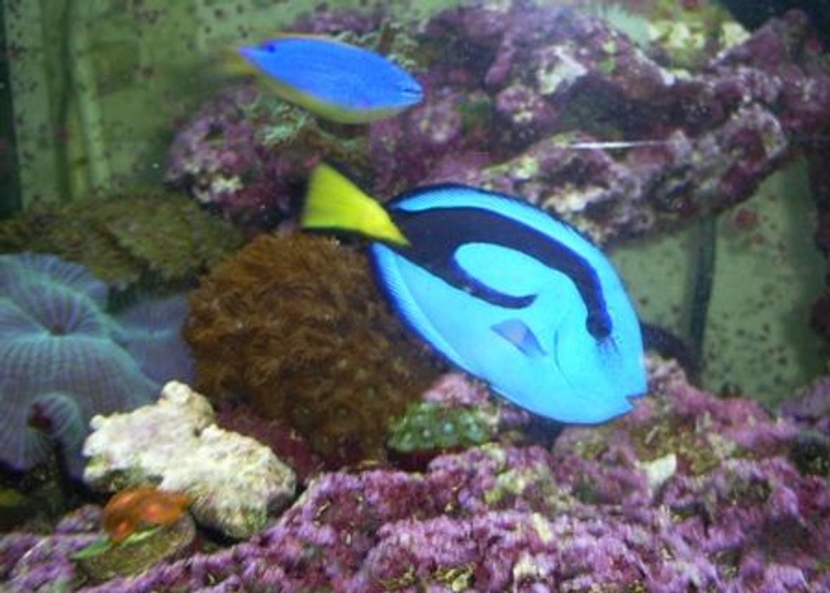 saltwater fish - paracanthurus hepatus - blue tang stocking in 125 gallons tank - "My Piece of the Ocean"