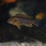 freshwater fish - iodotropheus sprengerae - rusty cichlid stocking in 110 gallons tank - rusty