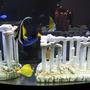 saltwater fish - heniochus acuminatus - heniochus black and white butterflyfish stocking in 72 gallons tank - 72 gallon all fish tank with greek column deco's.