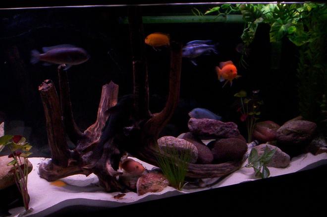freshwater fish - pseudotropheus estherae - red zebra cichlid stocking in 55 gallons tank - 55 gallon mbuna tank