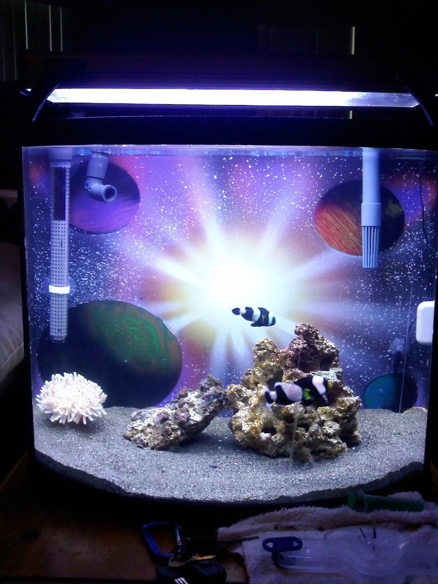 Rated #49: Saltwater Fish - Amphiprion Ocellaris Var. - Black And White Ocellaris Clownfish Stocking In 15 Gallons Tank - 15 Gallon bowfront w/ rena filstar x2 canister filter, heater, digital thermometer, 20lbs LS, 5lbs LR, 2 black and white clownfish, 1 hermit crab, 1 turbo snail, 1 Sabea anemone