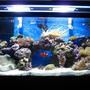 90 gallons reef tank (mostly live coral and fish) - 90 gallon