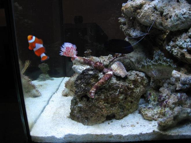 corals inverts - protula bispiralis - hard tube coco worm stocking in 35 gallons tank - I heart clown fish