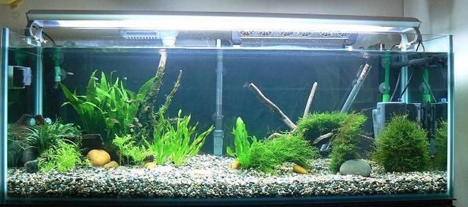 55 gallons planted tank (mostly live plants and fish) - my loaches tank