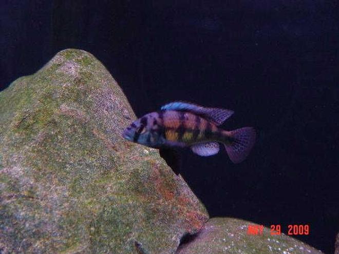 freshwater fish - astatotilapia latifasciata - zebra obliquidens stocking in 180 gallons tank - MY VICTORIAN