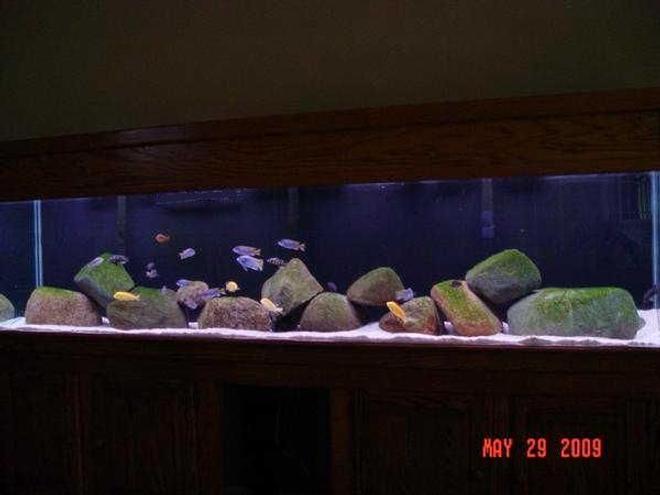 180 gallons freshwater fish tank (mostly fish and non-living decorations) - My 180 Gallon tank