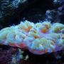 corals inverts - plerogyra sinuosa - bubble coral, green stocking in 27 gallons tank - bubble coral