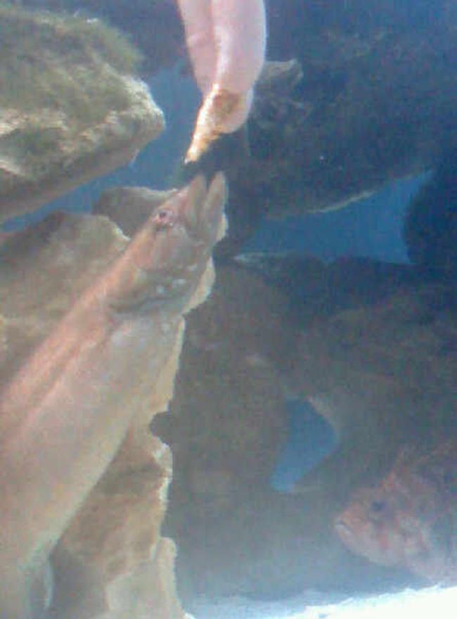saltwater fish - congrogadus subducens - wolf eel stocking in 310 gallons tank - Me hand feeding my eel.