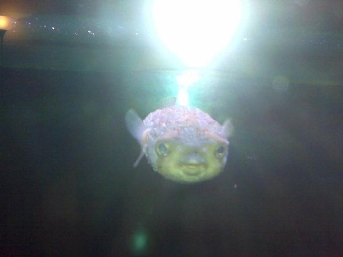 saltwater fish - diodon holocanthus - porcupine puffer stocking in 310 gallons tank - My puffer. To get this picture, I had to hold a piece of krill in front of the tank so he'd focus....the fatty.