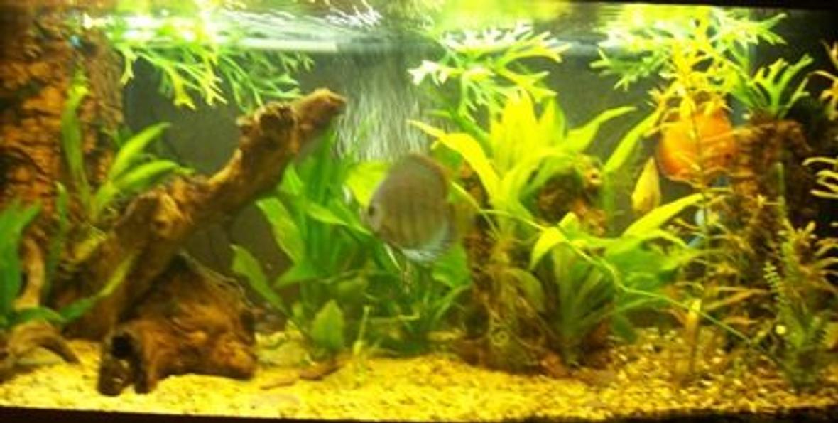 40 gallons planted tank (mostly live plants and fish) - my rio 180, date taken 2/6/09