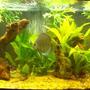 40 gallons planted tank (mostly live plants and fish) - my rio 180, date taken 2/6/09