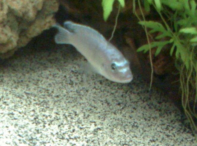 freshwater fish - theraps lentiginosus - big blue cichlid stocking in 65 gallons tank - Big Blue
