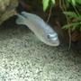 freshwater fish - theraps lentiginosus - big blue cichlid stocking in 65 gallons tank - Big Blue