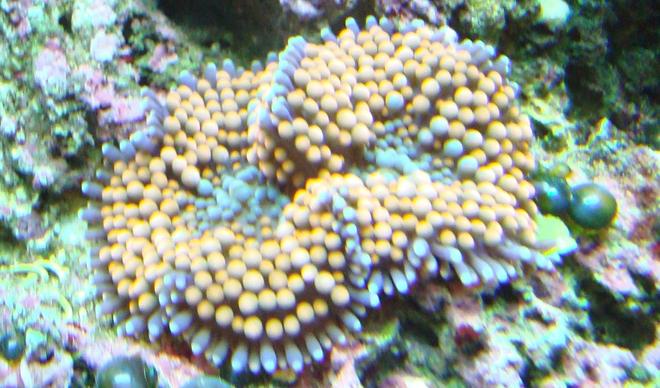 corals inverts - ricordea florida - ricordea mushroom, gold/orange (caribbean) stocking in 125 gallons tank - ricordia