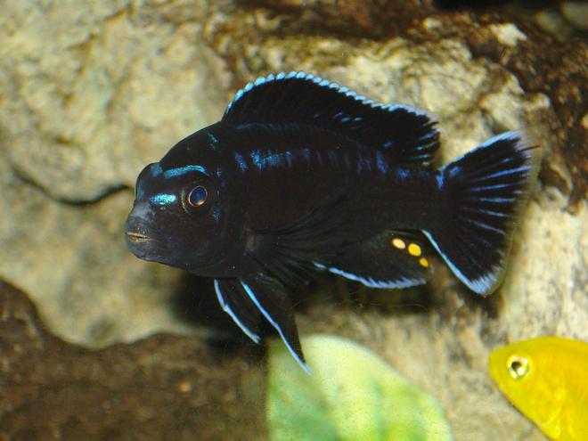 freshwater fish - melanochromis johannii - johanni cichlid stocking in 90 gallons tank - This is one of my fovorite fish in the tank. Take a close look at his teeth.