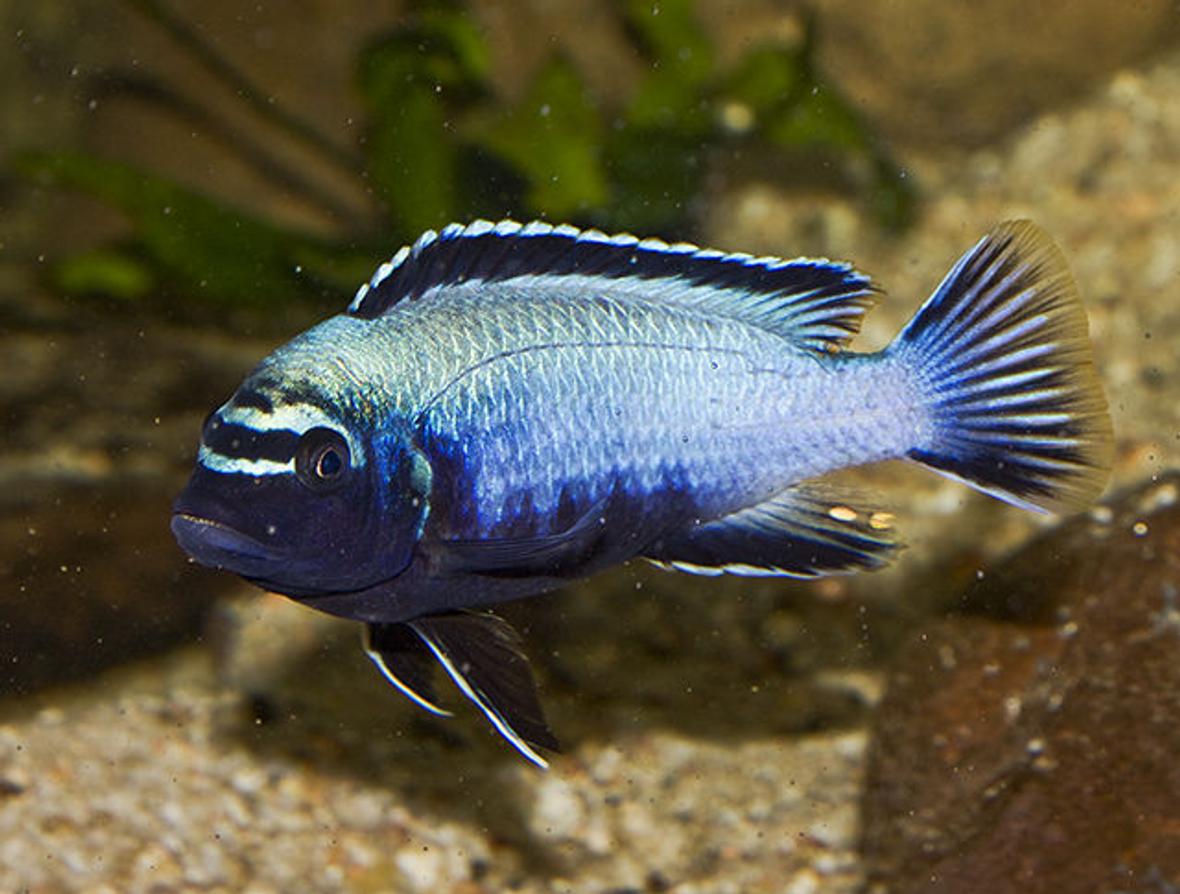 freshwater fish - metriaclima sp. stocking in 160 gallons tank - Membe Deep