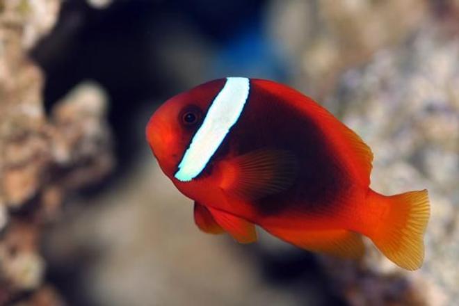 saltwater fish - amphiprion frenatus - tomato clownfish stocking in 90 gallons tank - Tomato Clown