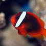 saltwater fish - amphiprion frenatus - tomato clownfish stocking in 90 gallons tank - Tomato Clown