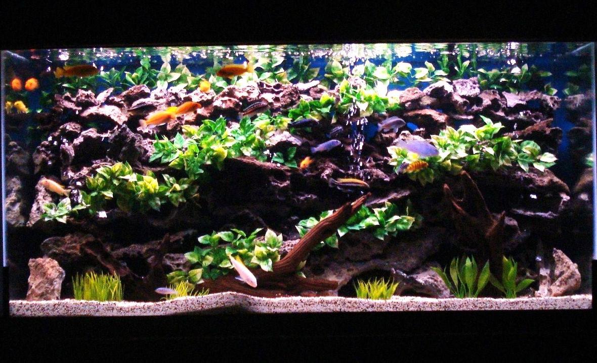 90 gallons freshwater fish tank (mostly fish and non-living decorations) - My 90 gallon Chiclid tank.