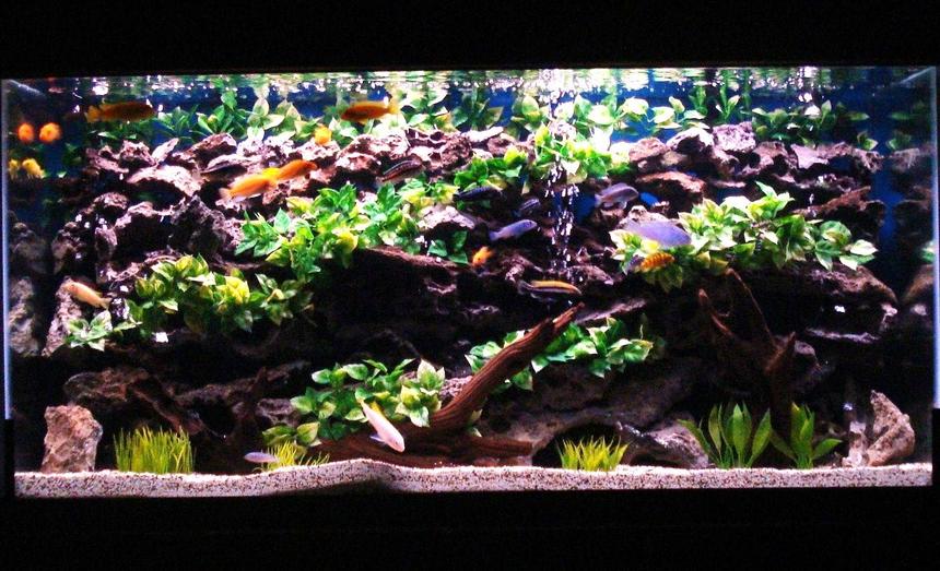 Rated #22: 90 Gallons Freshwater Fish Tank - My 90 gallon Chiclid tank.