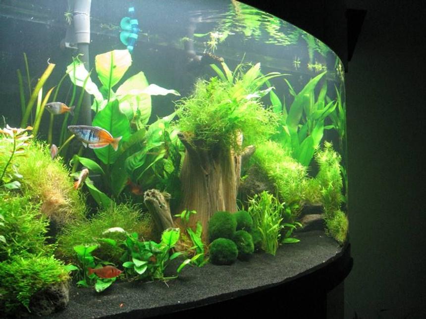 Rated #247: 50 Gallons Planted Tank - 50-gallon bowfront Oceanic planted tank, started in February 2009. My very first tank.