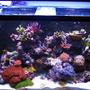 90 gallons reef tank (mostly live coral and fish) - 90g.1yr.old..mixed reef...outer orbit hqi/t5. 2x250w mh with 4x54w actinics pheonix 14k DE bulbs...aqua c ev 120 protein skimmer, pro clear wet.dry filter. 2xkaralia#4. quite one 2200 return pump..pro clear overflow box. 110 lbs. live rock..80 lbs of sand.