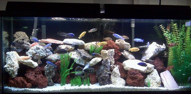55 gallons freshwater fish tank (mostly fish and non-living decorations) - my new look