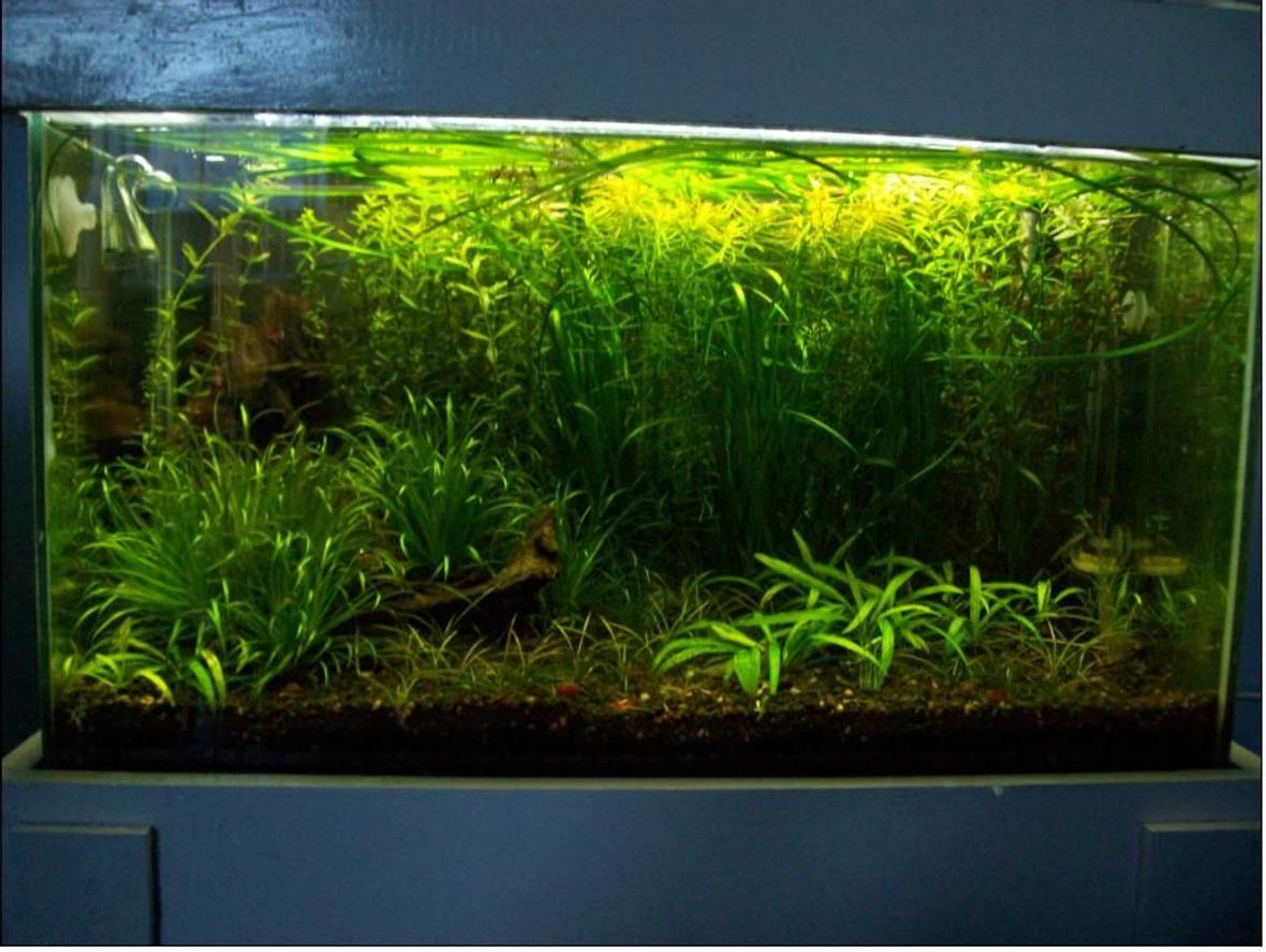 20 gallons planted tank (mostly live plants and fish) - 1st planted tank - not complete