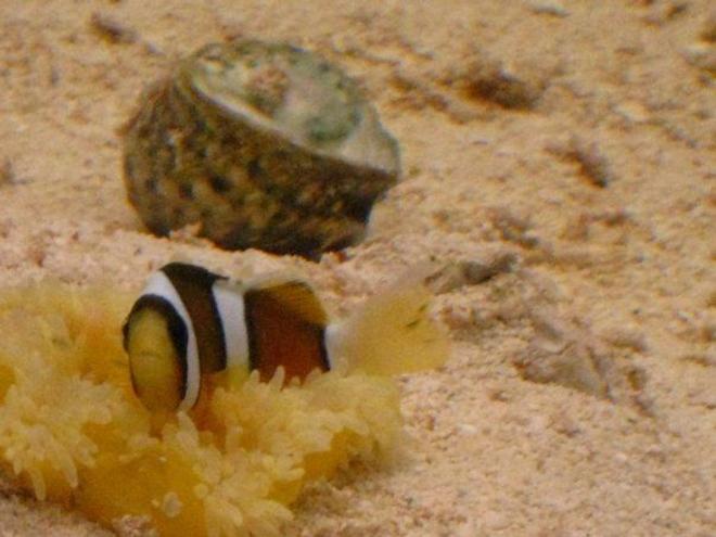 saltwater fish - amphiprion percula - true percula clownfish stocking in 72 gallons tank - clown fish with his best friend