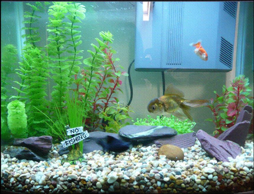 Rated #278: Freshwater Fish - Carassius Auratus - Goldfish Stocking In 17 Gallons Tank - My Fish Tank