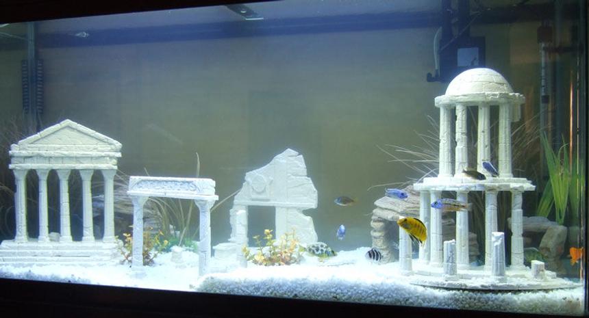 Rated #237: Freshwater Fish - Betta Splendens - Betta - Male Stocking In 1 Gallon Tank - the lost city of atlantis