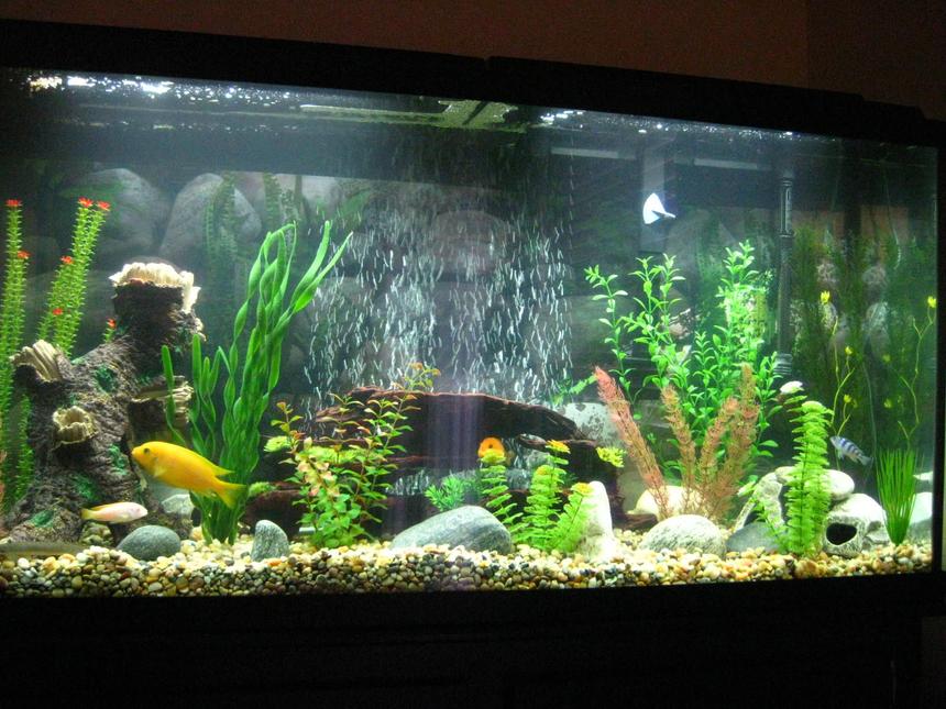 Rated #70: 60 Gallons Freshwater Fish Tank - New Tank.