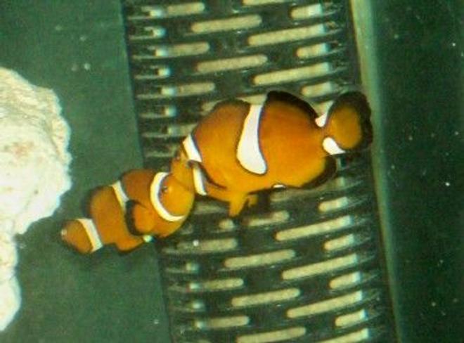 saltwater fish - amphiprion percula - true percula clownfish stocking in 55 gallons tank - My 2 mis-bar clowns kissing.
New2hobby