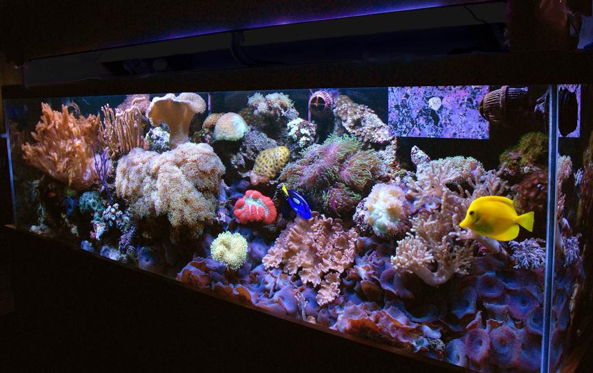 Rated #9: 125 Gallons Reef Tank - 125 gallon reef mixed corals soft and lps