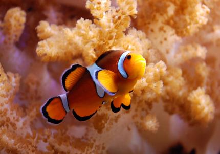 saltwater fish - amphiprion percula - true percula clownfish stocking in 125 gallons tank - Percula Clown, colt coral in background