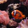 saltwater fish - amphiprion frenatus - tomato clownfish stocking in 125 gallons tank - Tomato Clown