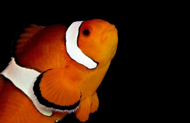 saltwater fish - amphiprion percula - true percula clownfish stocking in 125 gallons tank - Percula Clown