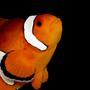saltwater fish - amphiprion percula - true percula clownfish stocking in 125 gallons tank - Percula Clown