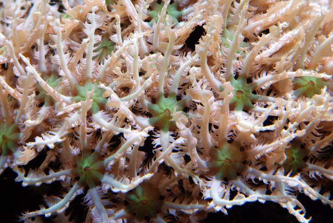 corals inverts - tubipora musica - pipe organ coral stocking in 125 gallons tank - Pipe organ coral