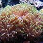 corals inverts - euphyllia paranchora - hammer / anchor coral, branching stocking in 125 gallons tank - Hammer coral