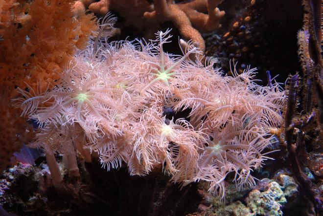 corals inverts - clavularia sp. - clove polyp stocking in 125 gallons tank - Clove coral