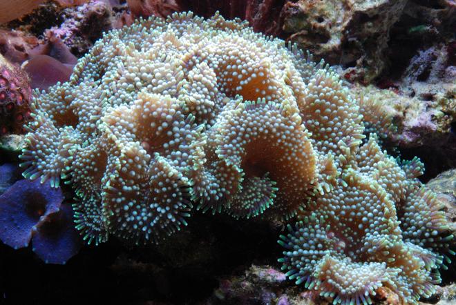 corals inverts - ricordea florida - ricordea mushroom, blue/green (caribbean) stocking in 125 gallons tank - Green Ricordea