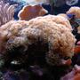 corals inverts - euphyllia paradivisa - frogspawn coral - branched stocking in 125 gallons tank - Frogspawn coral