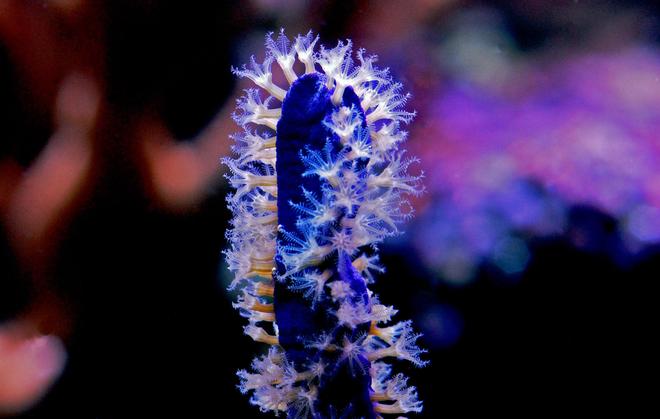 corals inverts - eunicea sp. - purple tree gorgonian stocking in 125 gallons tank - Purple Gorgonia