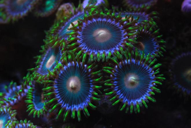 corals inverts - zoanthus sp. - colony polyp stocking in 125 gallons tank - Zoanthids