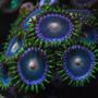 corals inverts - zoanthus sp. - colony polyp stocking in 125 gallons tank - Zoanthids