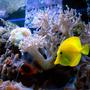 saltwater fish - zebrasoma flavescens - yellow tang - hawaii stocking in 125 gallons tank - Yellow tang