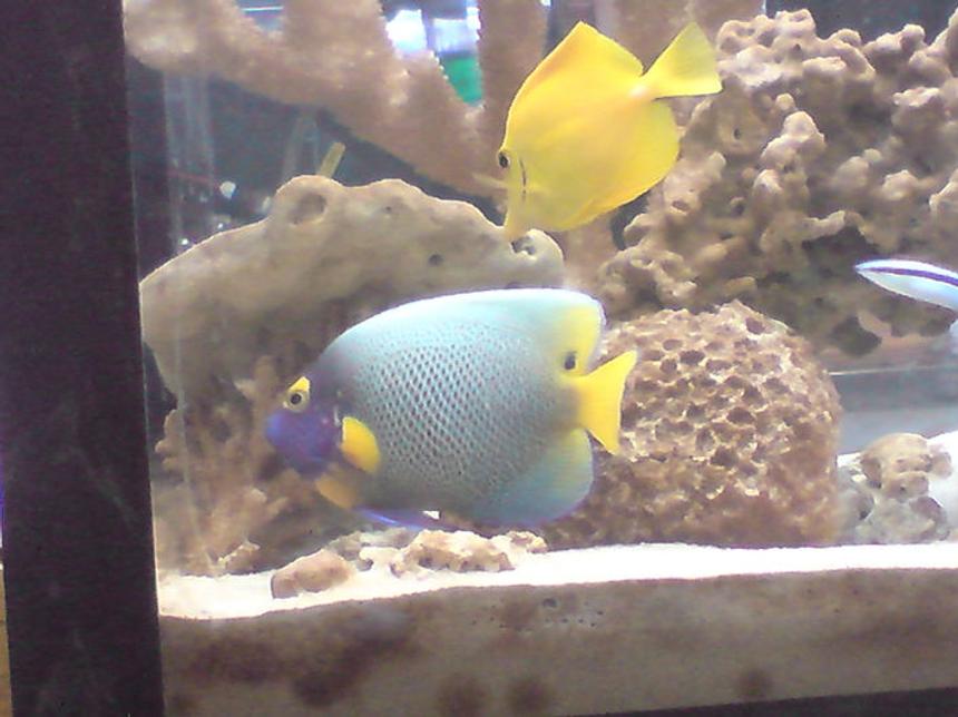 Rated #45: Saltwater Fish - Pomacanthus Xanthometopon - Blueface Angelfish Stocking In 55 Gallons Tank - my 55 gallon tank